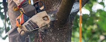 Best Tree Disease Treatment  in Pageland, SC