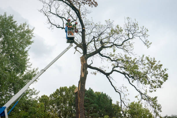 Best Commercial Tree Services  in Pageland, SC