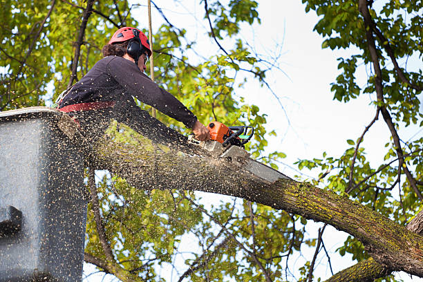  Pageland, SC Tree Services Pros